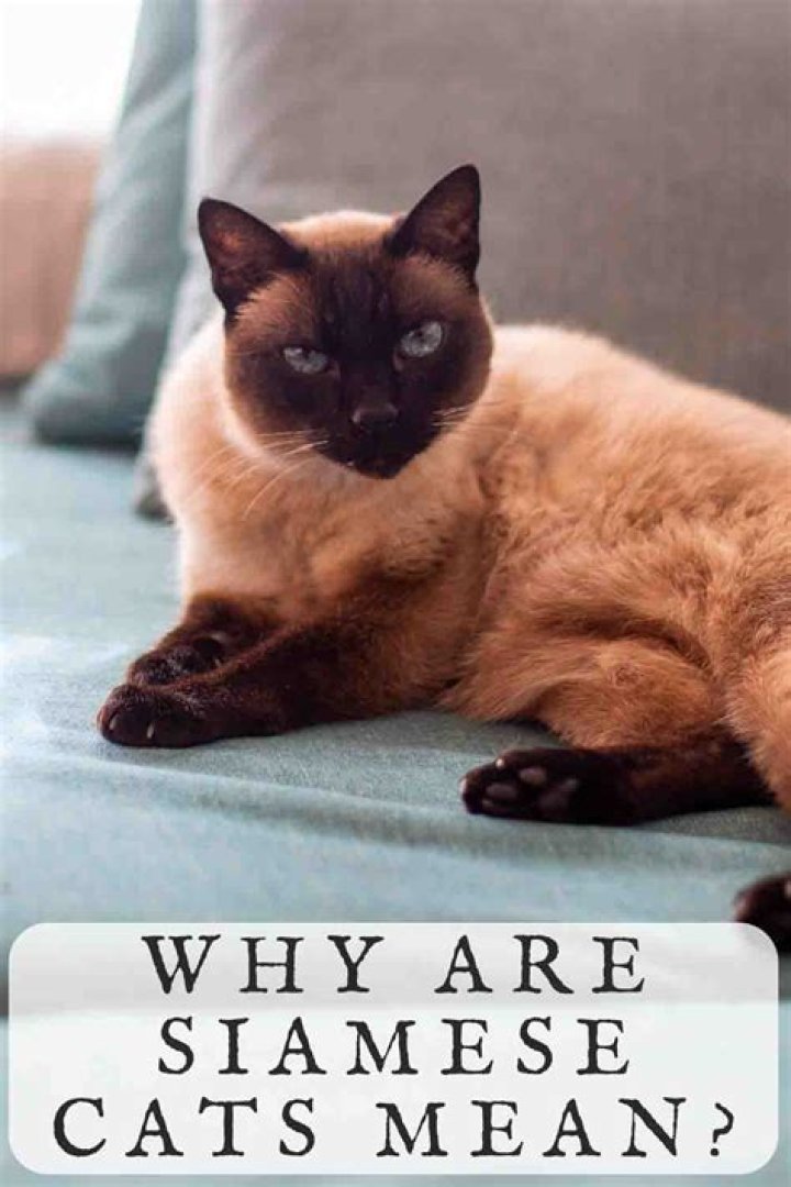 Are Siamese cats mean? – Celebrity