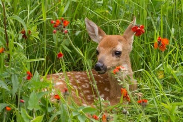 Is Bambi a boy or a girl? – Celebrity