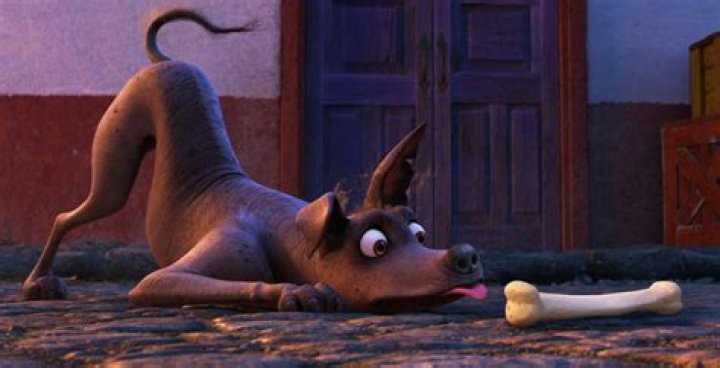 What happened to Dante the dog in Coco? – Celebrity