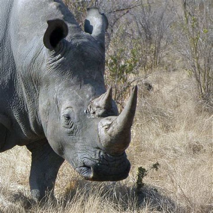 What is the black rhino in James and the Giant Peach? – Celebrity
